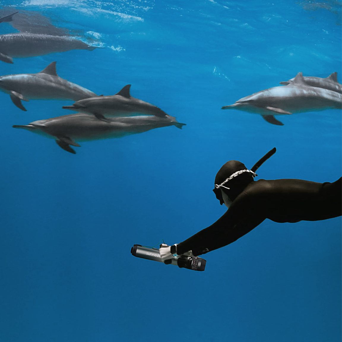 Person in a wetsuit swimming with dolphins underwater